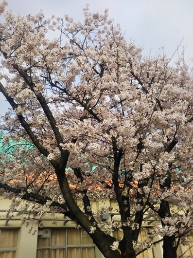 近隣の桜も今が見頃です！
