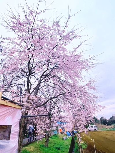 船橋市海老川沿いの桜を見てきました♪