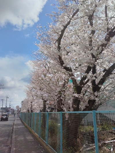 週末の晴天で近隣の桜も満開に